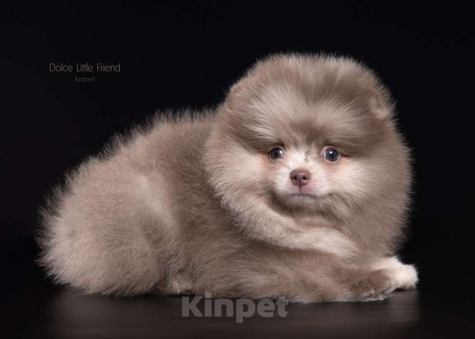 Собаки в Нижнем Новгороде:  Красавица девочка лиловый мрамор Девочка, 55 000 руб. - фото 2