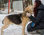 Собаки в других городах Московской области: Ральф ищет дом Мальчик, Бесплатно - фото 3