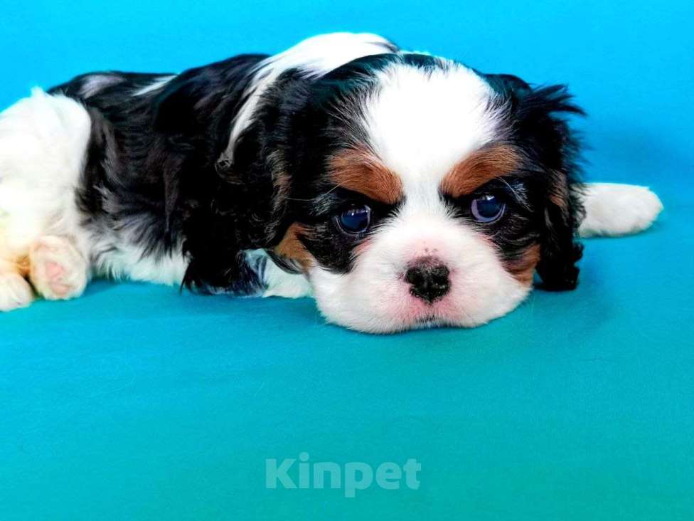 Собаки в других городах Московской области: Девочка кавалер кинг чарльз спаниель Девочка, Бесплатно - фото 3