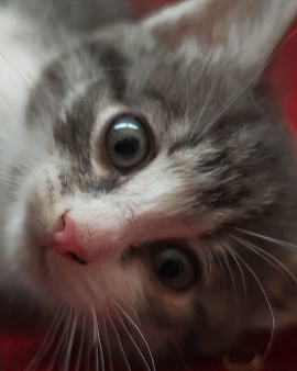 Котёнок в добрые руки