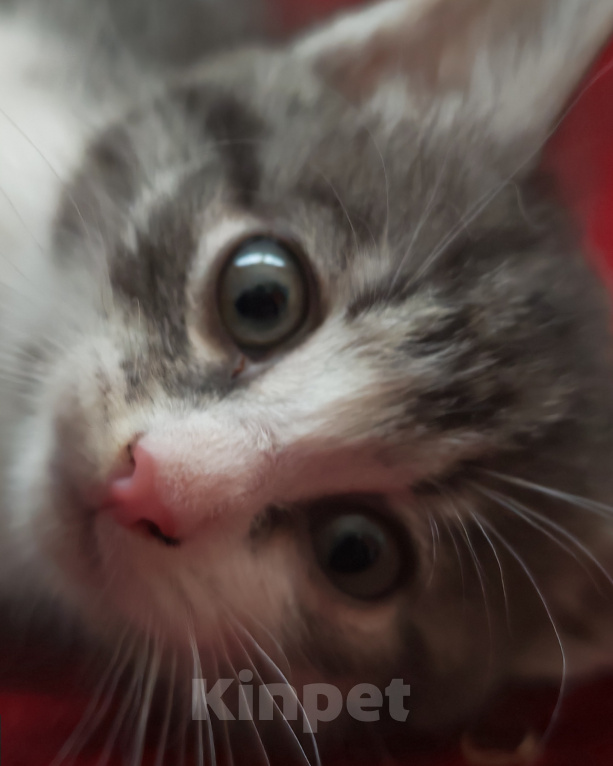 Кошки в Лобне: Котёнок в добрые руки Девочка, Бесплатно - фото 1