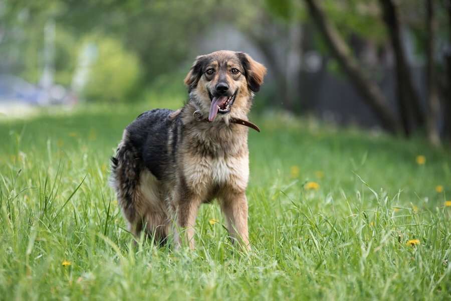 Собаки в Москве: Мила - это не просто собака, это настоящее воплощение собачьей преданности и любви. Девочка, Бесплатно - фото 3