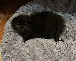 Кошки в Волгограде: Шотландский висхоухий котёнок Девочка, 5 000 руб. - фото 2