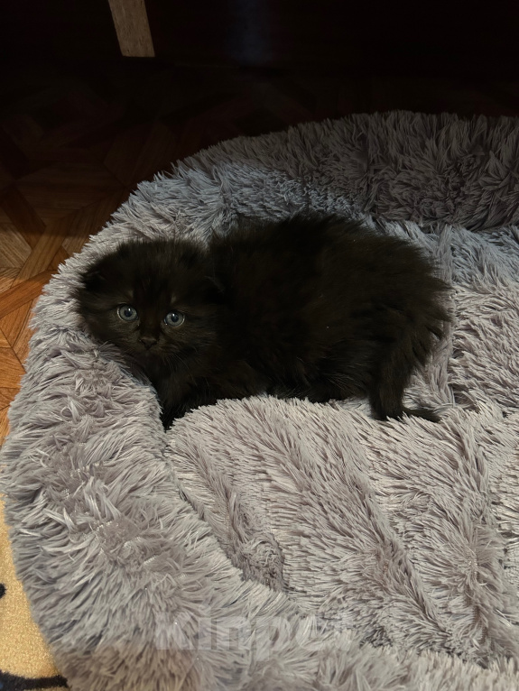 Кошки в Волгограде: Шотландский висхоухий котёнок Девочка, 5 000 руб. - фото 2