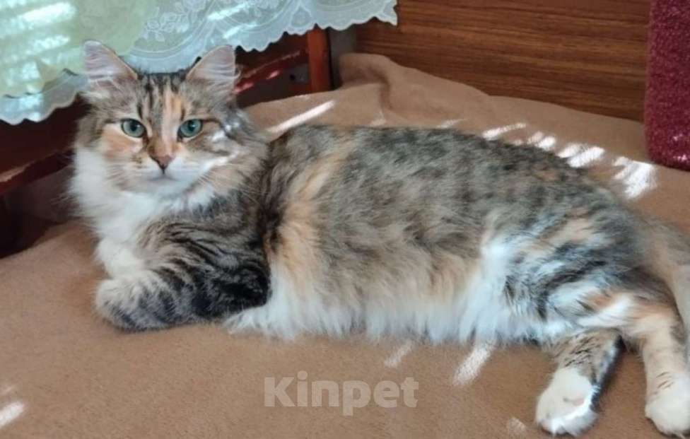 Кошки в Москве: Трехцветная пушистая Шаня, кошечка в добрые руки. Девочка, Бесплатно - фото 5