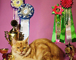 Кошки в Липецке: Вязка интерчемпион (возможно за котенка), 10 000 руб. - фото 1