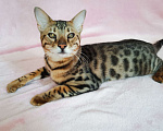 Кошки в Солнечногорске: Бенгальский котенок Ф1 Мальчик, 80 000 руб. - фото 5