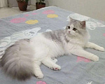 Кошки в Саратове: Котята Мальчик, 1 000 руб. - фото 6