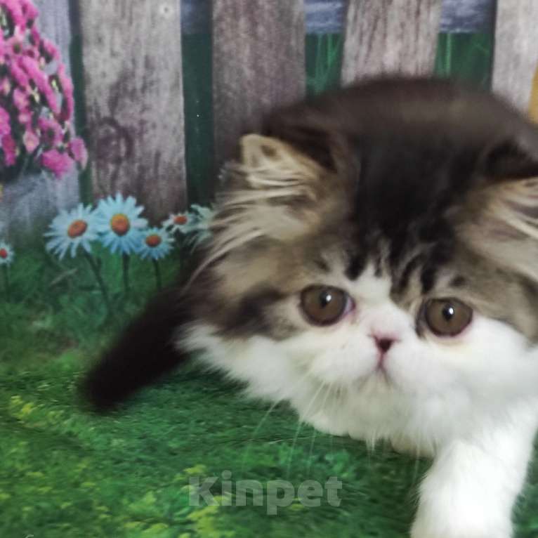 Кошки в Новосибирске: Персидский котик  Мальчик, 30 000 руб. - фото 4