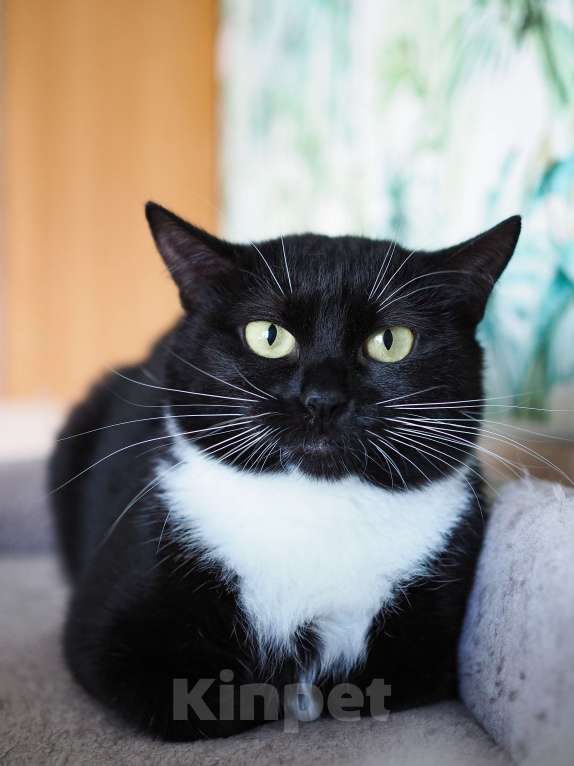 Кошки в Москве: Кошка Элли ищет дом Девочка, Бесплатно - фото 3