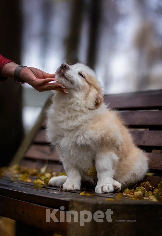 Собаки в Ярославле: Гарлем Мальчик, 80 000 руб. - фото 3