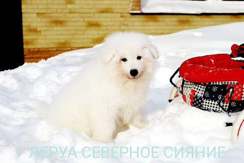 Щенок Самоедской Собаки, мальчик
