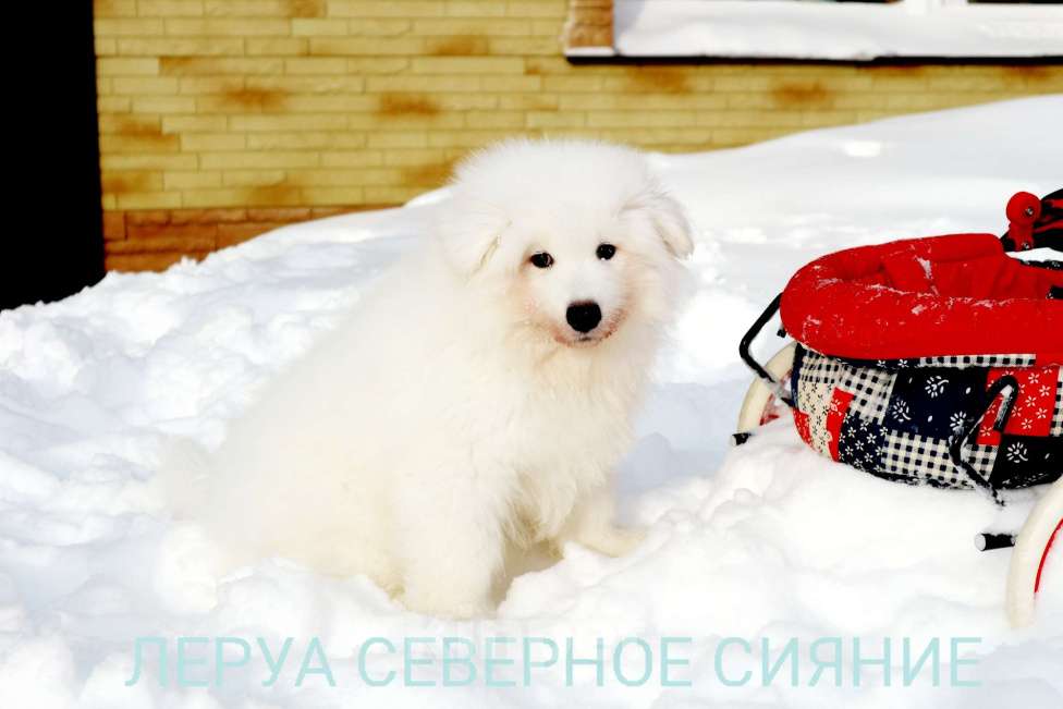 Собаки в Череповце: Щенок Самоедской Собаки, мальчик Мальчик, 70 000 руб. - фото 1