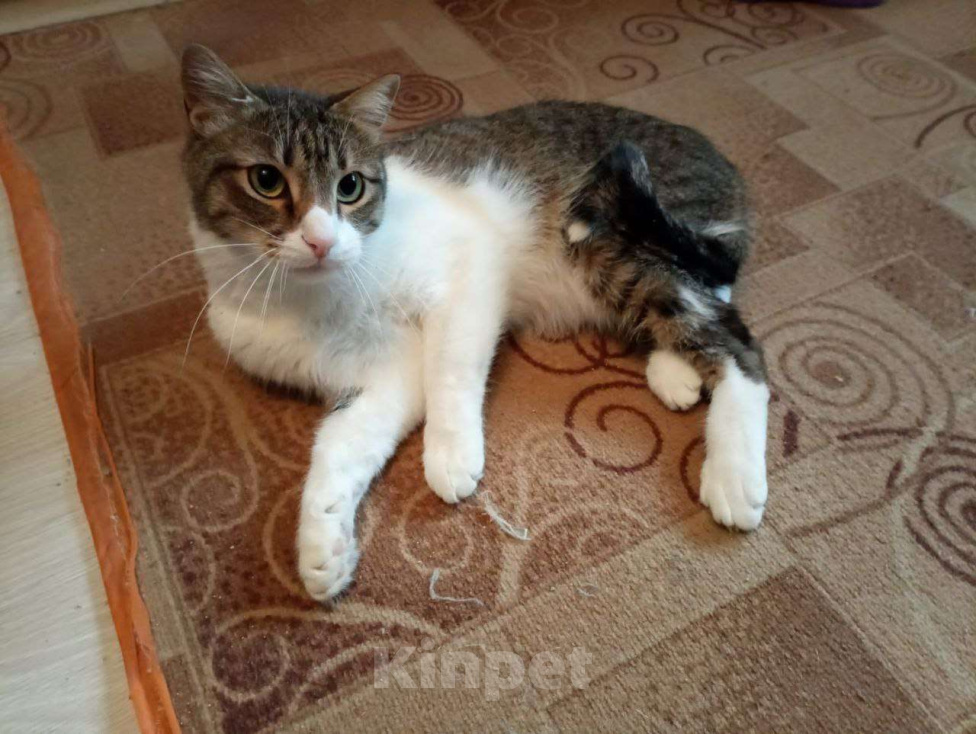 Кошки в Москве: Ласковый котик в добрые руки Мальчик, Бесплатно - фото 2