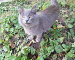 Кошки в Москве: Котенок Дымок ищет дом Мальчик, Бесплатно - фото 1