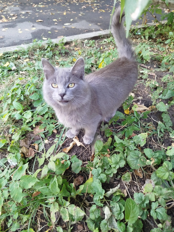 Кошки в Москве: Котенок Дымок ищет дом Мальчик, Бесплатно - фото 1