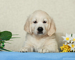 Собаки в Воронеже: Щенки золотистого ретривера Мальчик, 60 000 руб. - фото 2