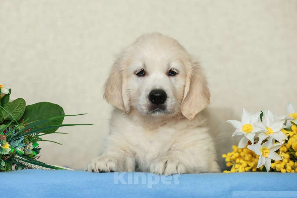 Собаки в Воронеже: Щенки золотистого ретривера Мальчик, 60 000 руб. - фото 2