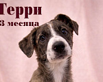 Собаки в Москве: Терри девочка в поисках дома Девочка, Бесплатно - фото 1