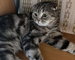 Кошки в Уфе: Шотландская вислоухая кошка Гера Девочка, Бесплатно - фото 4
