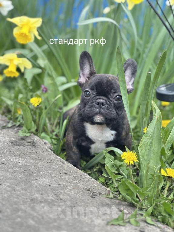 Собаки в Москве: Стандарт ркф и цветные францущы от проф заводчика Девочка, Бесплатно - фото 5