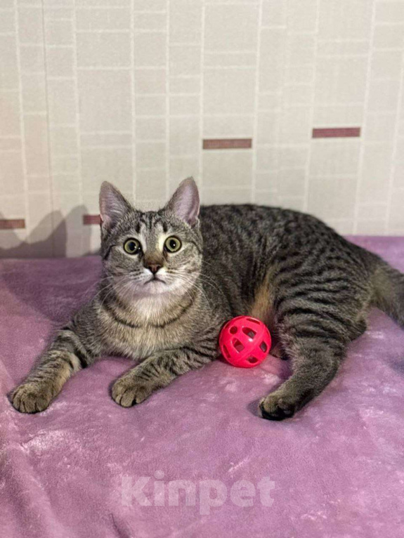 Кошки в Москве: Малышка Виталина ищет дом Девочка, Бесплатно - фото 5