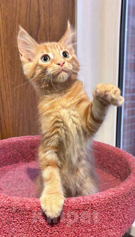 Кошки в Санкт-Петербурге: котенок мейн-кун# Мальчик, 50 000 руб. - фото 2