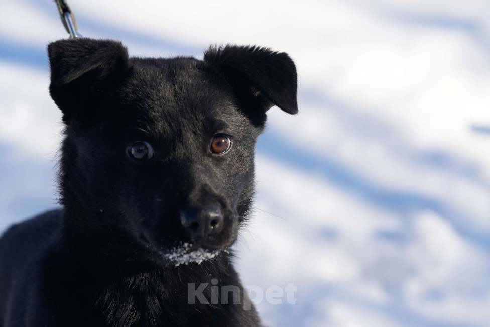 Собаки в Подольске: Щенок 5 месяцев Мишель в добрые руки  Девочка, Бесплатно - фото 4