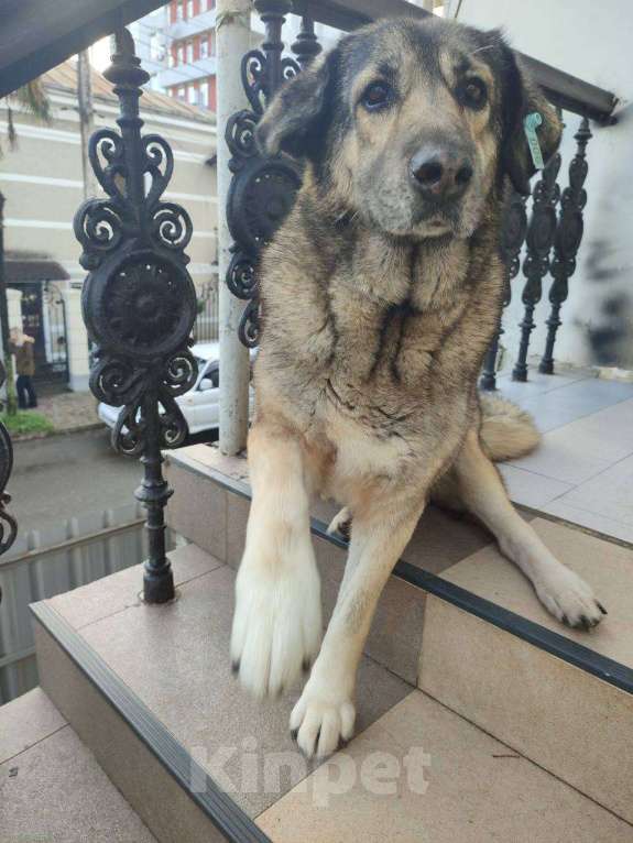 Собаки в Москве: Клепа Девочка, Бесплатно - фото 5