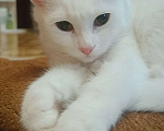 Кошки в Зернограде: Милую девочку в добрые руки Девочка, 1 руб. - фото 2