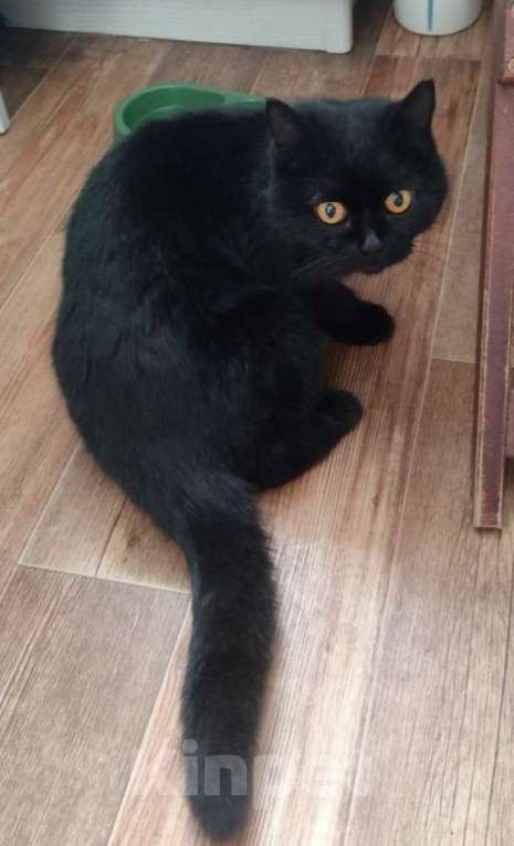 Кошки в Новочеркасске: Взрослая кошечка ищет дом Девочка, Бесплатно - фото 2