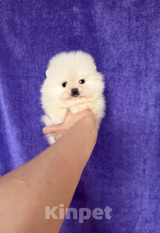 Собаки в Москве: Мини мальчик Мальчик, 30 000 руб. - фото 1