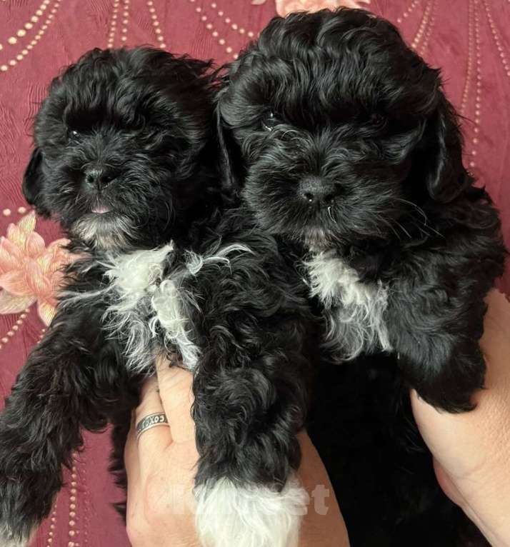 Собаки в других городах Курской области: Щенки ШИПУ  Девочка, 15 000 руб. - фото 9