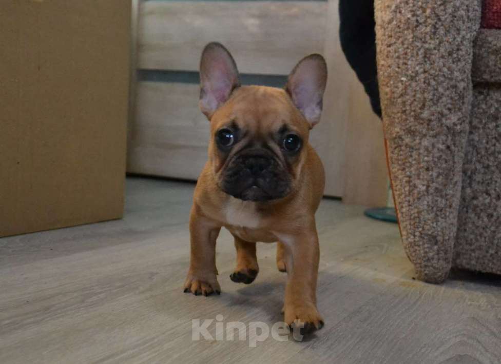 Собаки в Ореховом-Зуево: Чудо как хороша  Девочка, Бесплатно - фото 1