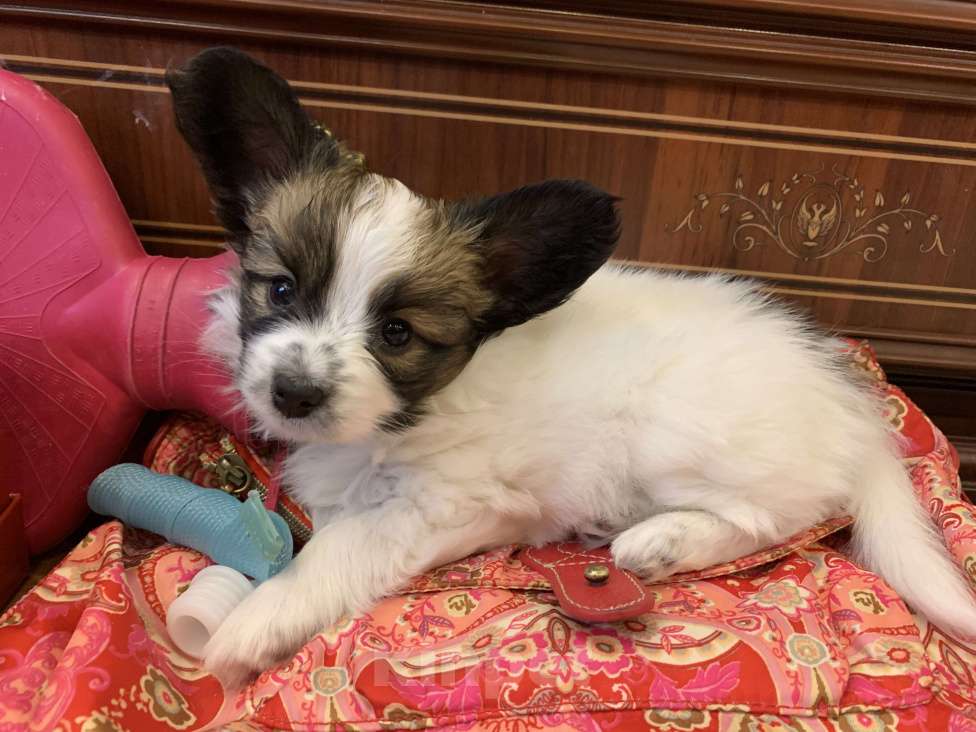 Собаки в Малоархангельске: Готова переехать в лучшую семью малышка-папийон Девочка, 50 000 руб. - фото 5