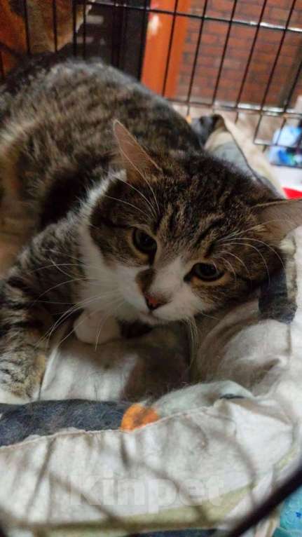 Кошки в Москве: Бориска ищет дом Мальчик, 10 руб. - фото 2