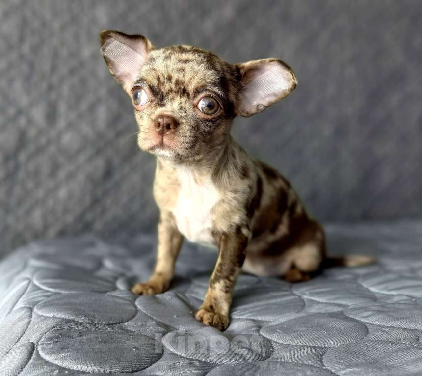 Собаки в Москве: Чевочка чихуахуа шоколадная мерле Девочка, 50 000 руб. - фото 1