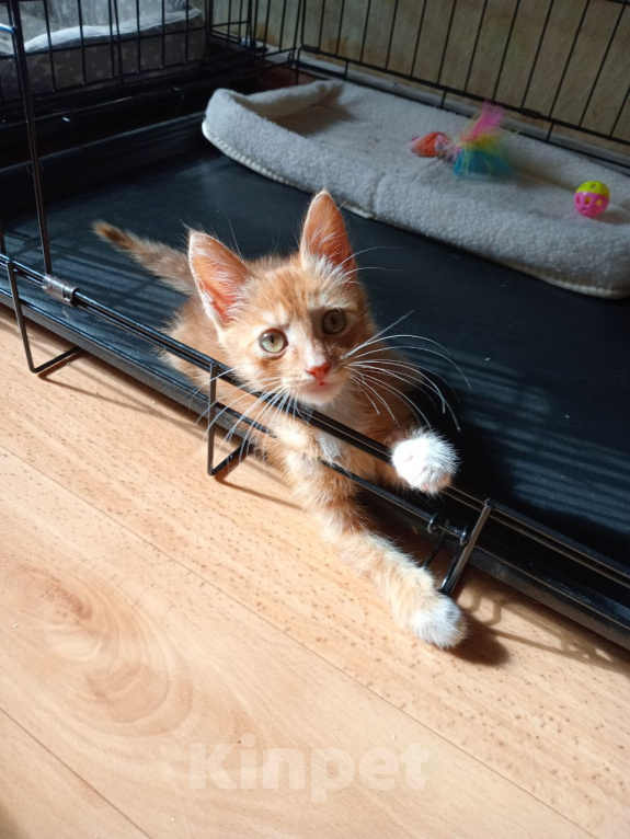 Кошки в Москве: Котенок Рыжик ищет дом Мальчик, Бесплатно - фото 3