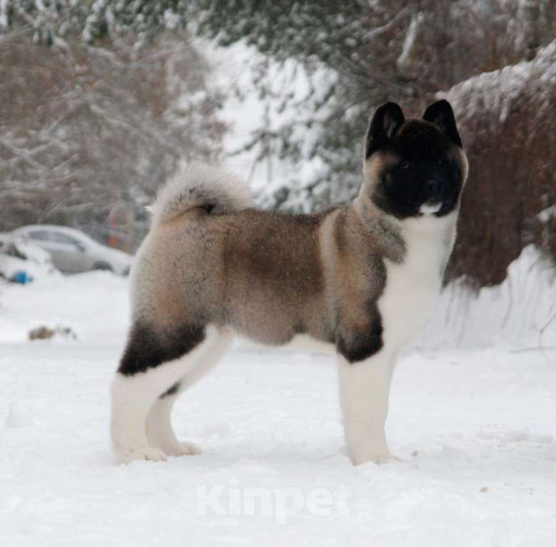 Собаки в других городах Ленинградской области: Супер-щенок кобель, чёрный серебристый с ярким кантом Мальчик, Бесплатно - фото 1
