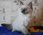 Кошки в Кирове: Роскошный котик Мальчик, Бесплатно - фото 3