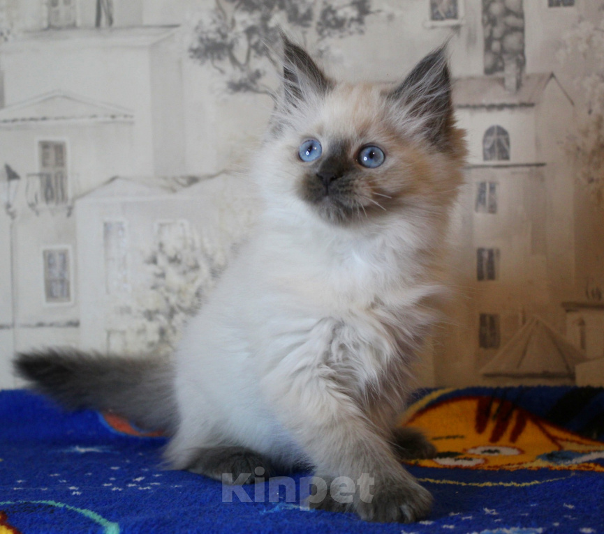 Кошки в Кирове: Роскошный котик Мальчик, Бесплатно - фото 3