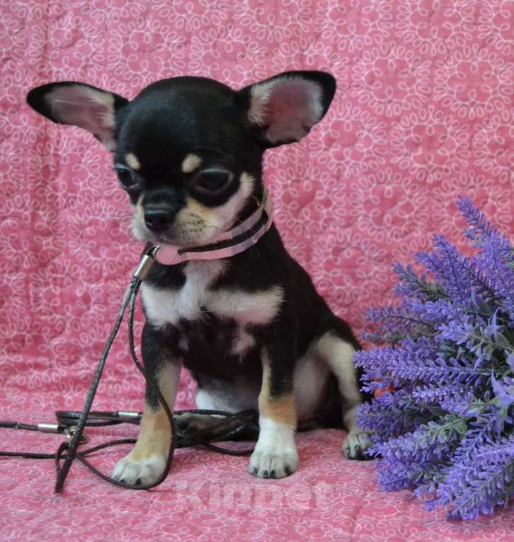 Собаки в Санкт-Петербурге: Девочка чихуахуа  Девочка, 50 000 руб. - фото 2