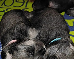 Собаки в Армавире: Продаю щенков миттельшнауцера Разнополые, 50 000 руб. - фото 6