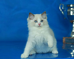 Кошки в Москве: Рэгдолл-девочка Девочка, Бесплатно - фото 1