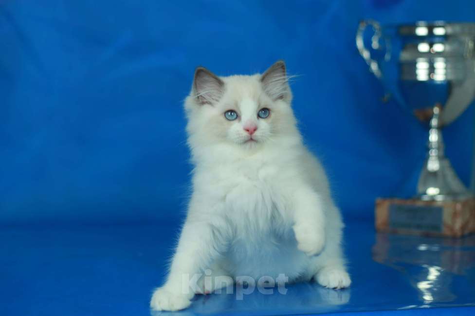 Кошки в Москве: Рэгдолл-девочка Девочка, Бесплатно - фото 1