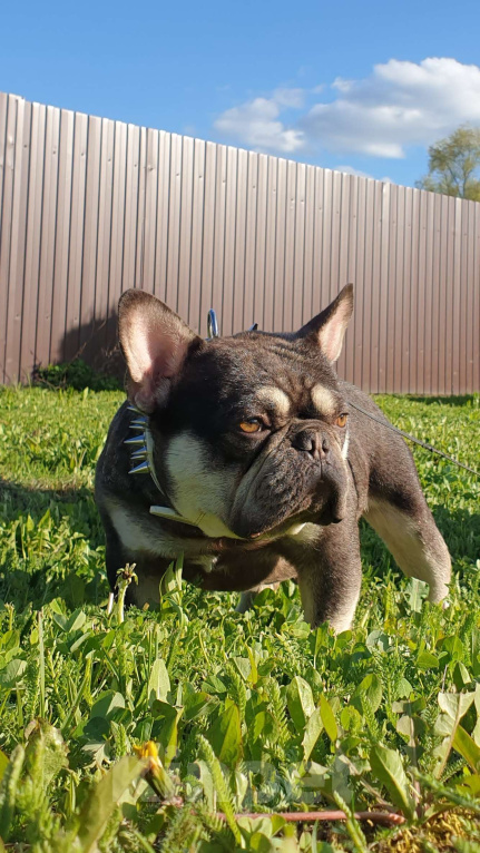 Собаки в Москве: Девочка французского бульдога, окрас Какао с подпалом. Девочка, 70 000 руб. - фото 4