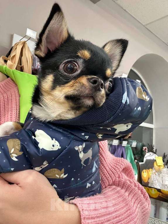 Собаки в Владимире: Щенок Мальчик, 20 000 руб. - фото 2