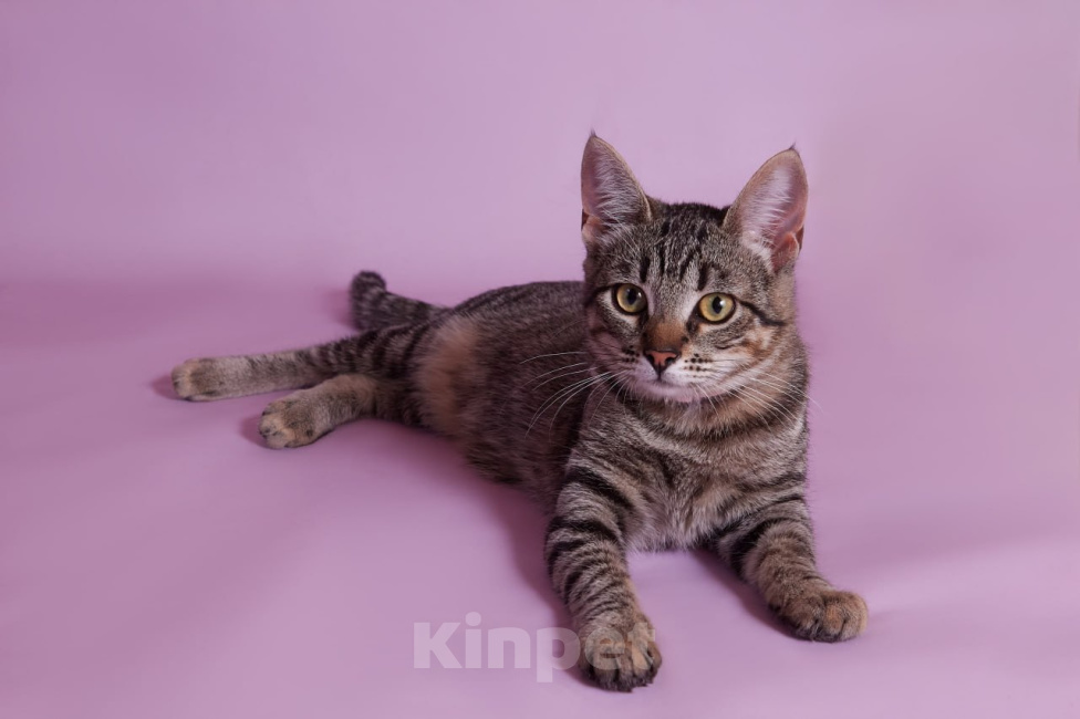 Кошки в Москве: Котенок Мисси ищет дом Девочка, Бесплатно - фото 2