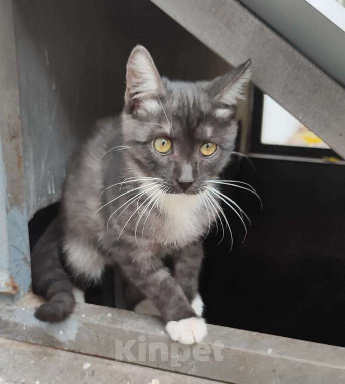 Кошки в Москве: Зайка Мальчик, Бесплатно - фото 2