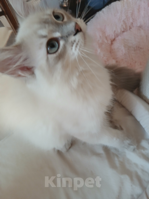 Кошки в Москве: Клубный котенок Мальчик, Бесплатно - фото 2